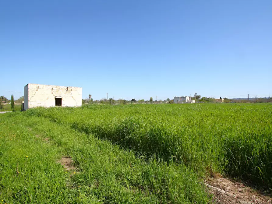 Immagine 15 di Terreno in vendita  in Strada Vicinale Tammali a Matino