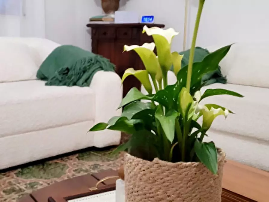 Immagine 9 di Casa bifamiliare in vendita  in via Cingolina a Galzignano Terme