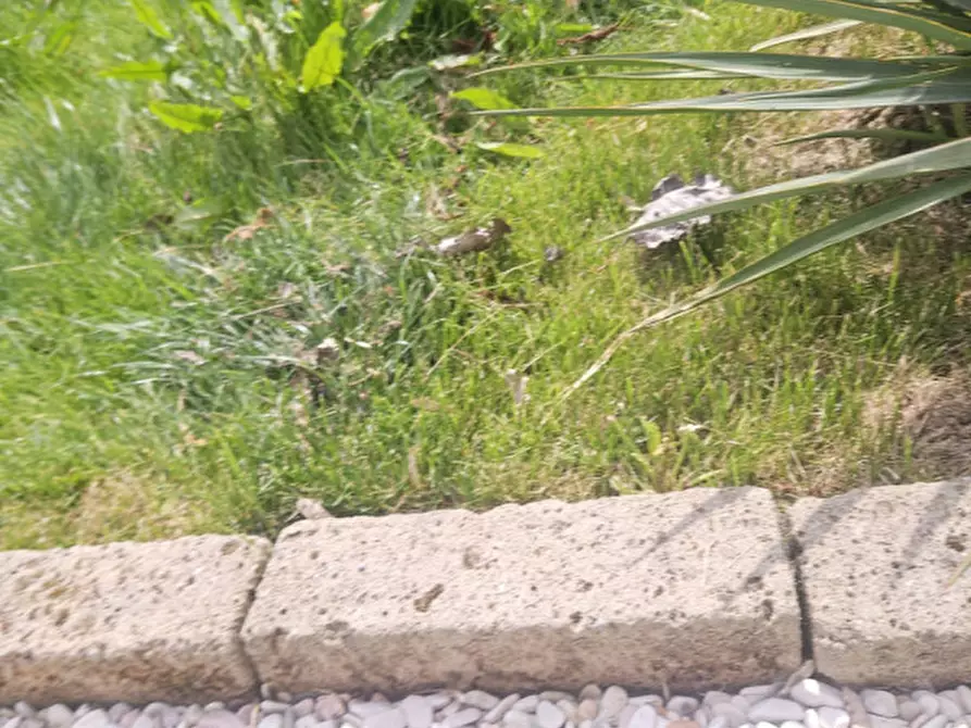 Immagine 50 di Appartamento in vendita  in Via Consolare Rimini-San Marino 164 a Rimini