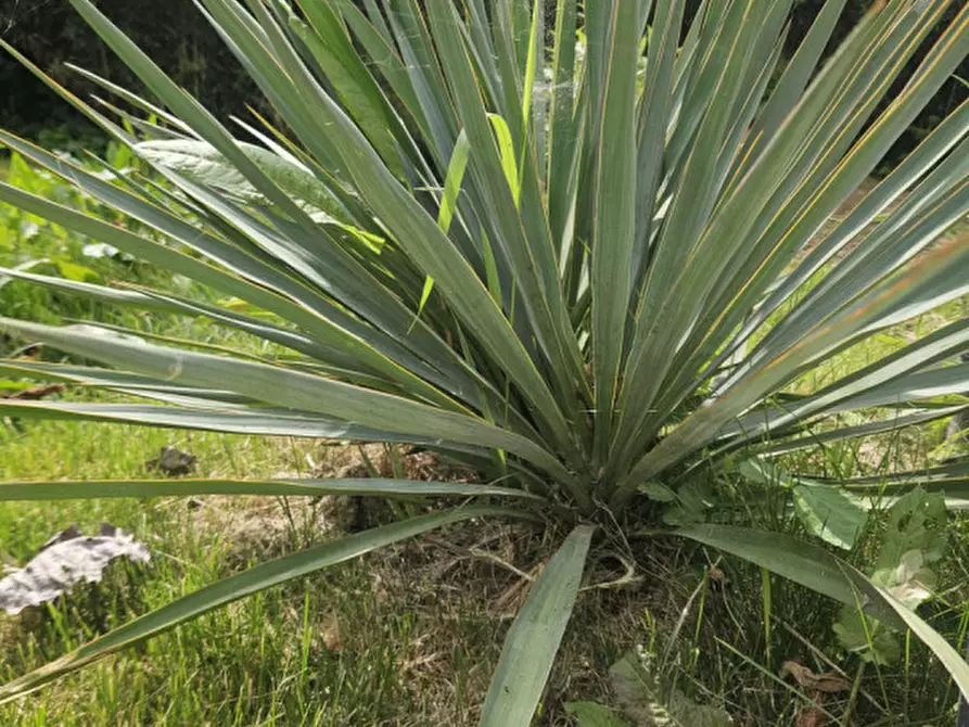 Immagine 59 di Appartamento in vendita  in Via Consolare Rimini-San Marino 164 a Rimini