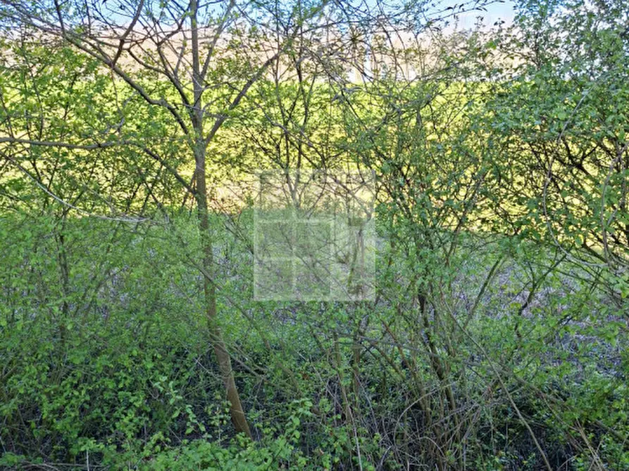 Immagine 3 di Terreno in vendita  in via caduti di nassiriya a Loreggia