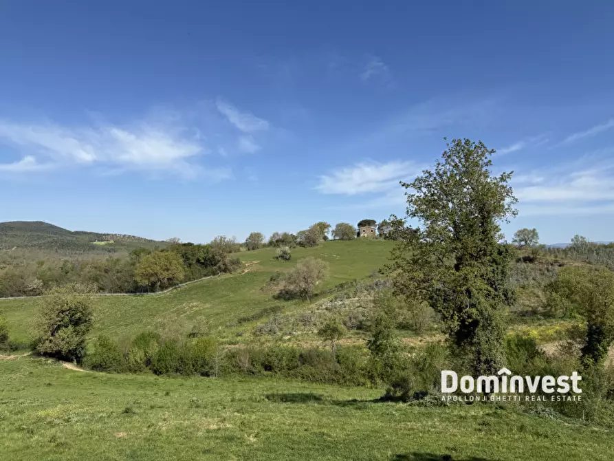 Immagine 7 di Rustico / casale in vendita  in strada vallerana alta a Capalbio