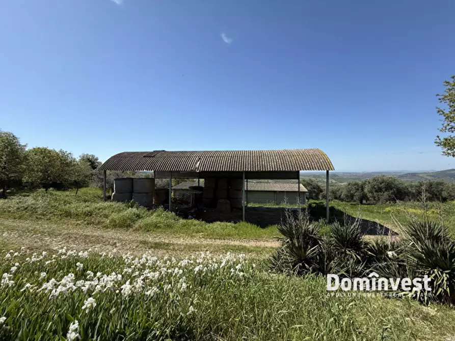 Immagine 6 di Rustico / casale in vendita  in la sgrilla a Manciano