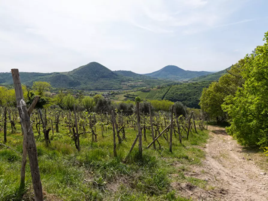 Immagine 4 di Rustico / casale in vendita  in VIA SASSONI a Cinto Euganeo