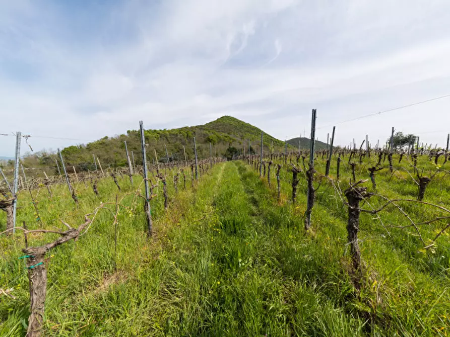 Immagine 19 di Rustico / casale in vendita  in VIA SASSONI a Cinto Euganeo