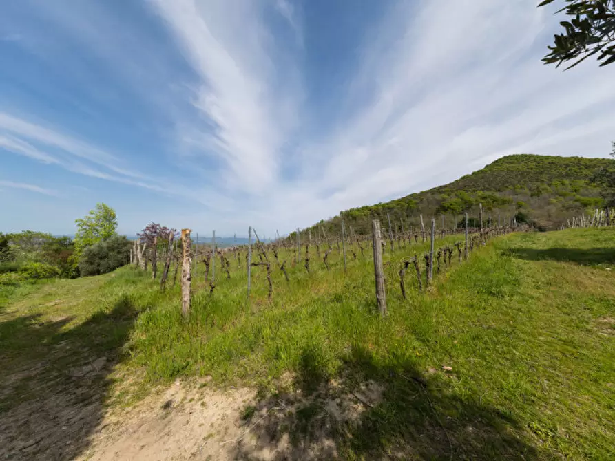Immagine 26 di Rustico / casale in vendita  in VIA SASSONI a Cinto Euganeo