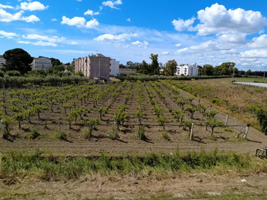 Immagine 2 di Terreno in vendita  in viale orazio flacco a Bernalda