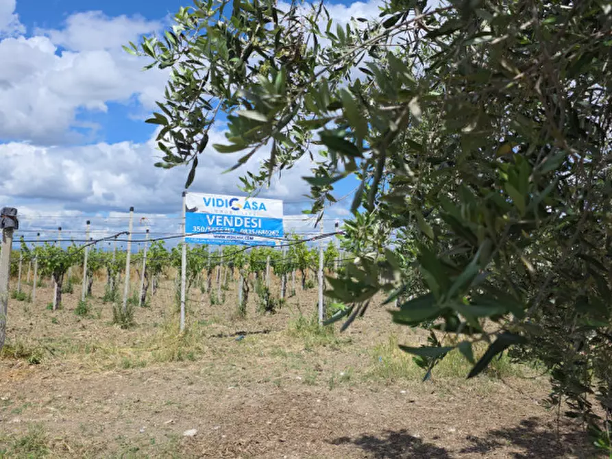 Immagine 4 di Terreno in vendita  in viale orazio flacco a Bernalda