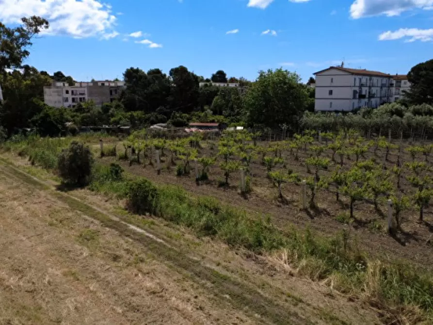 Immagine 6 di Terreno in vendita  in viale orazio flacco a Bernalda