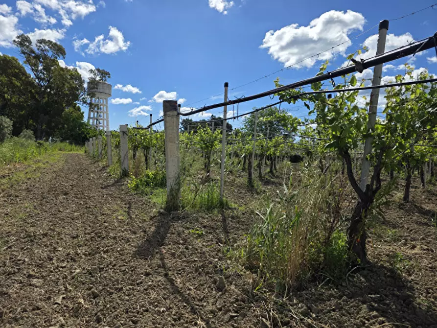 Immagine 10 di Terreno in vendita  in viale orazio flacco a Bernalda