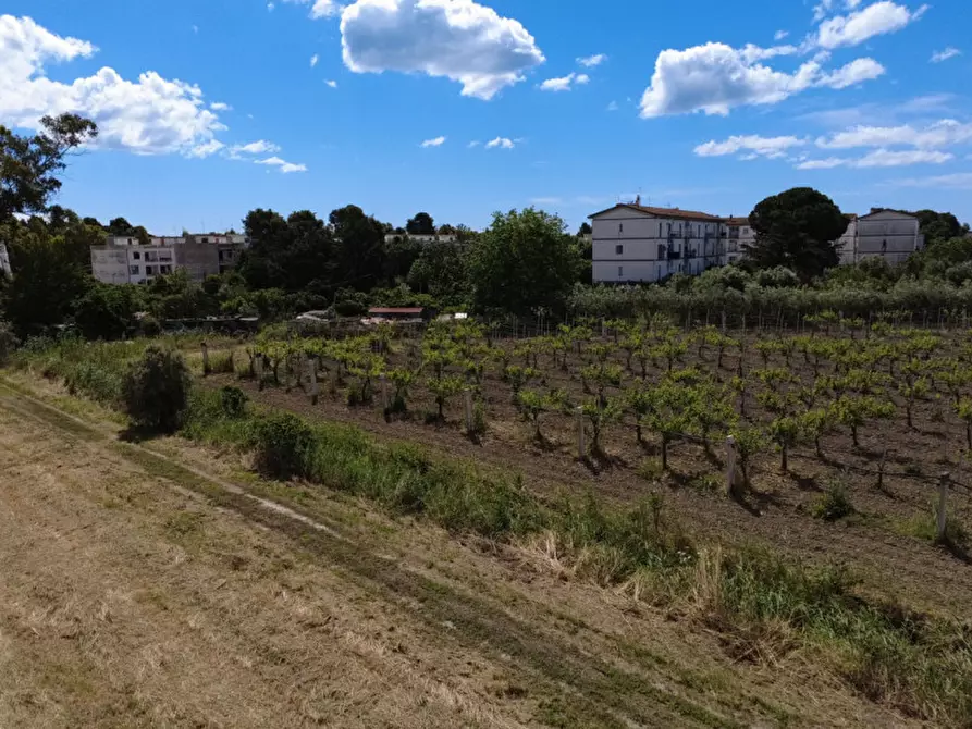 Immagine 18 di Terreno in vendita  in viale orazio flacco a Bernalda