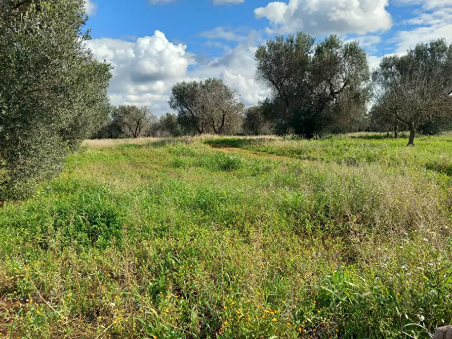 Immagine 4 di Rustico / casale in vendita  in C.da Sardella a San Michele Salentino