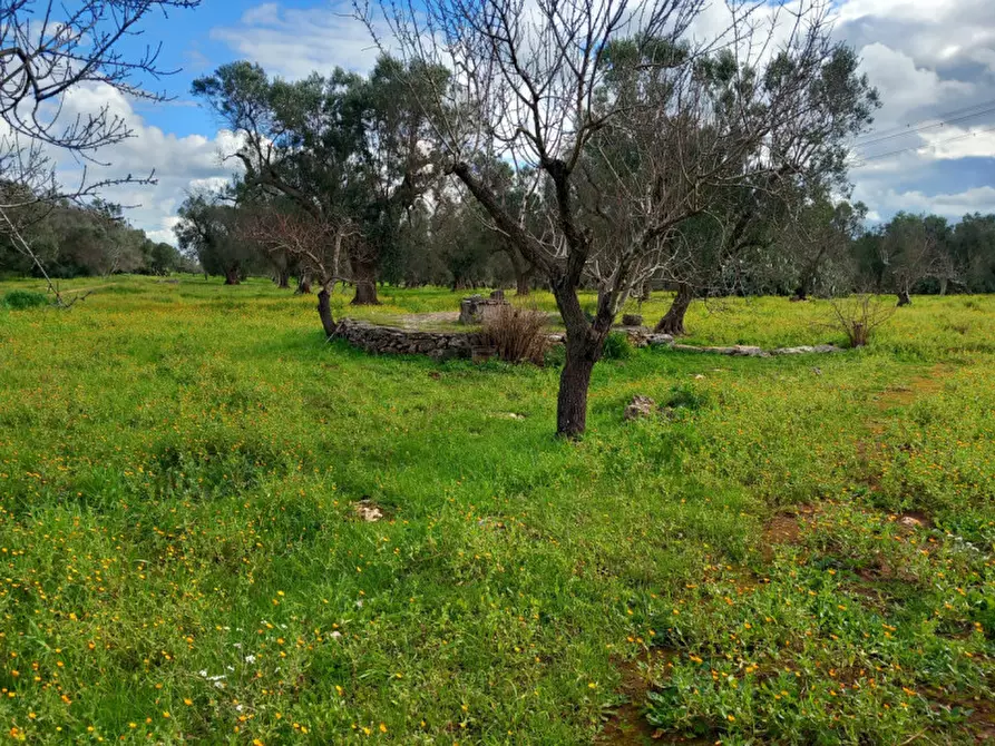 Immagine 8 di Rustico / casale in vendita  in C.da Sardella a San Michele Salentino