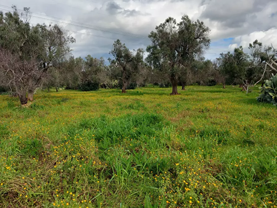 Immagine 10 di Rustico / casale in vendita  in C.da Sardella a San Michele Salentino