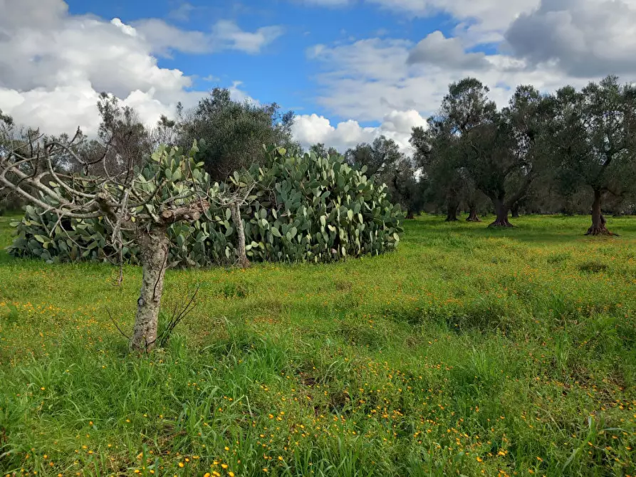 Immagine 11 di Rustico / casale in vendita  in C.da Sardella a San Michele Salentino