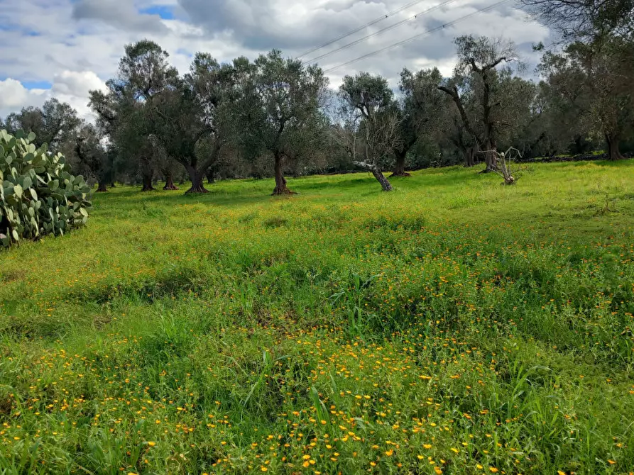 Immagine 12 di Rustico / casale in vendita  in C.da Sardella a San Michele Salentino