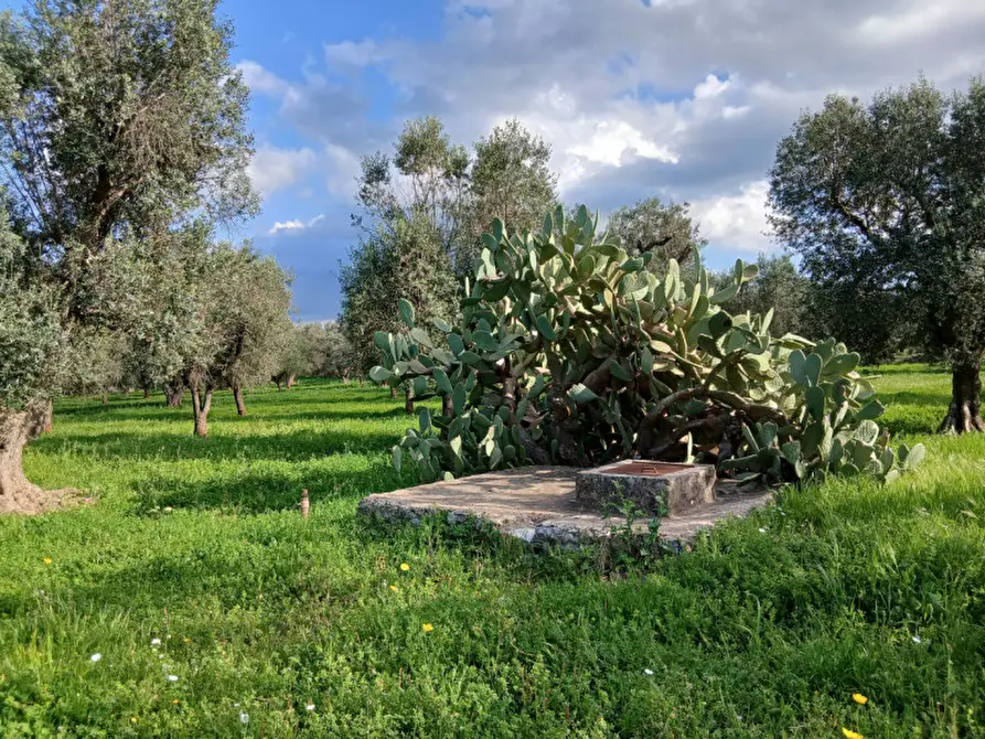 Immagine 6 di Rustico / casale in vendita  in C.da Sardella a San Michele Salentino