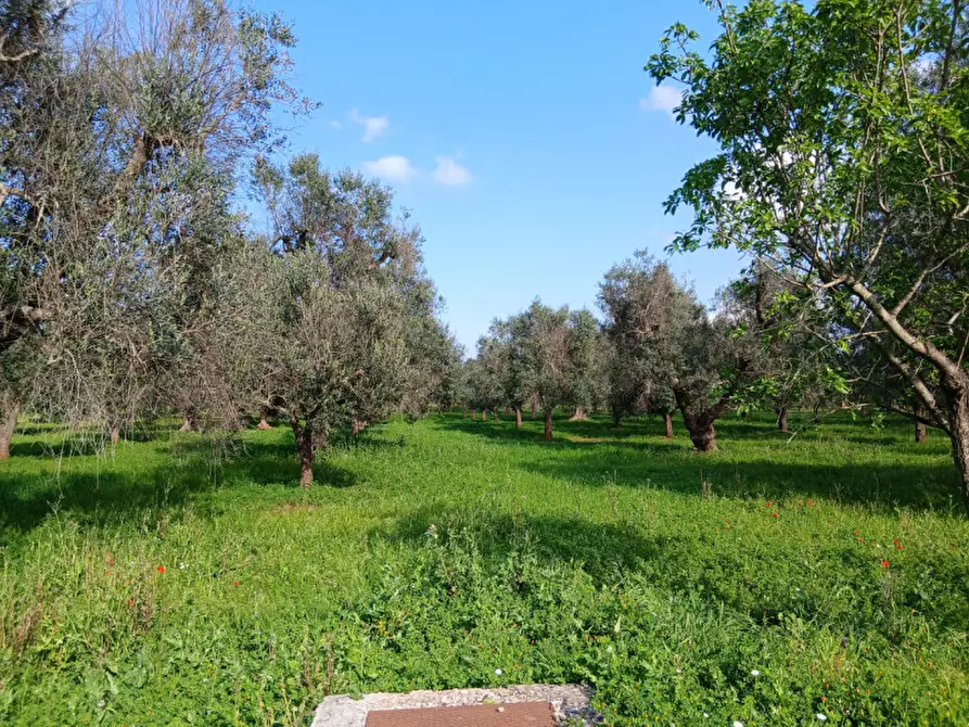 Immagine 7 di Rustico / casale in vendita  in C.da Sardella a San Michele Salentino