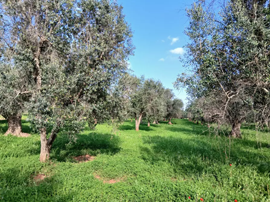 Immagine 8 di Rustico / casale in vendita  in C.da Sardella a San Michele Salentino