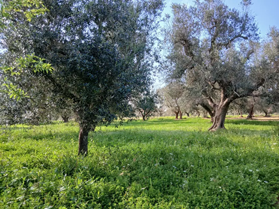 Immagine 9 di Rustico / casale in vendita  in C.da Sardella a San Michele Salentino
