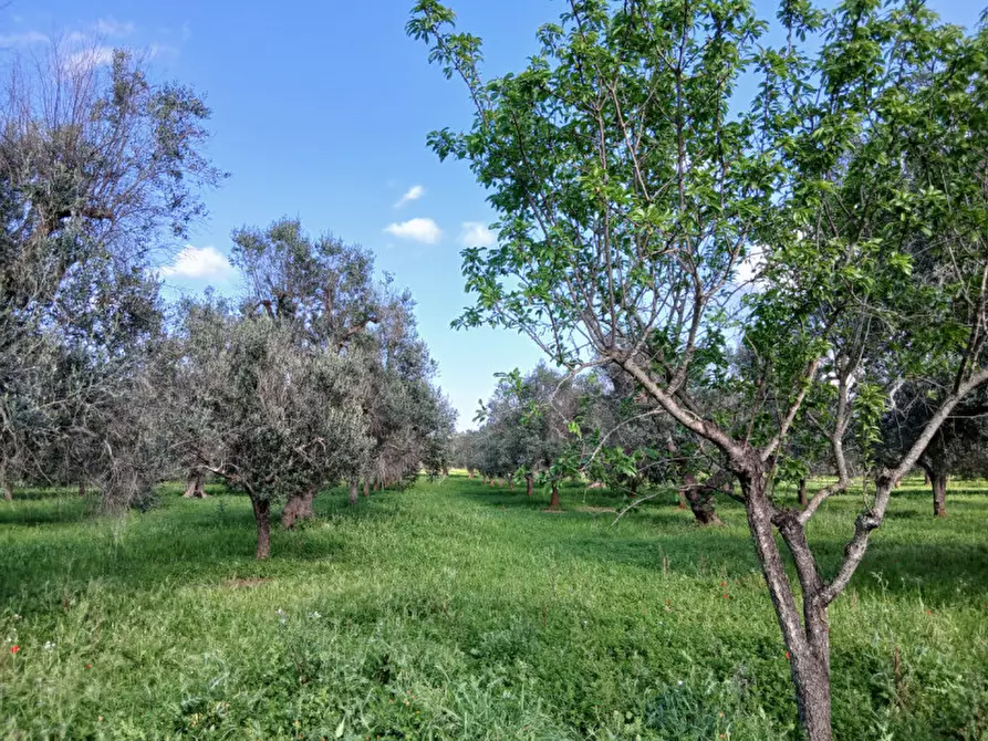 Immagine 10 di Rustico / casale in vendita  in C.da Sardella a San Michele Salentino