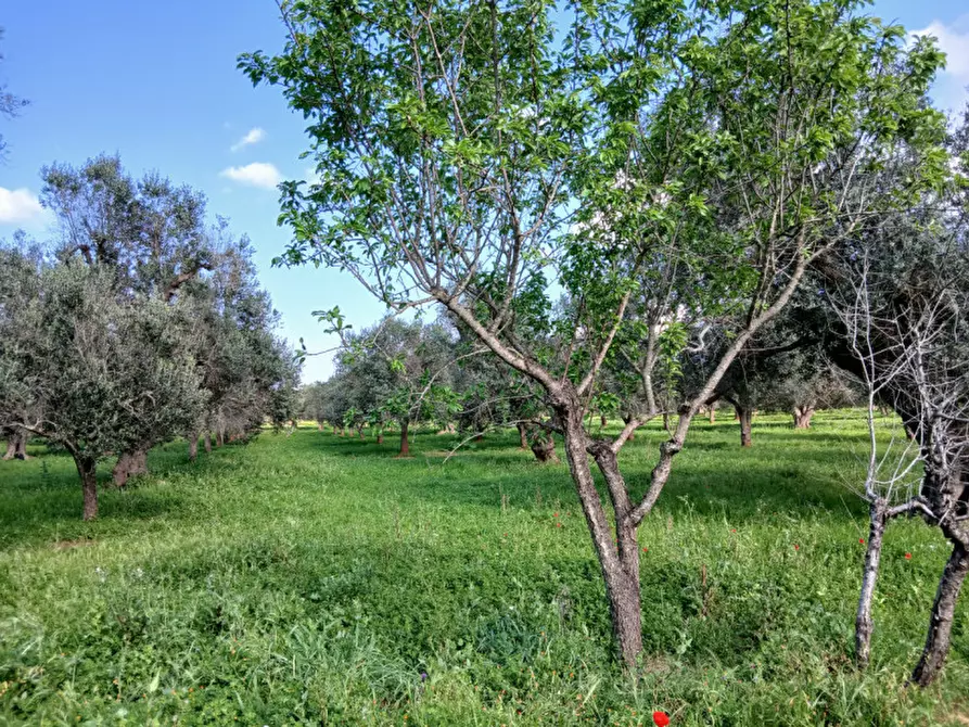 Immagine 11 di Rustico / casale in vendita  in C.da Sardella a San Michele Salentino