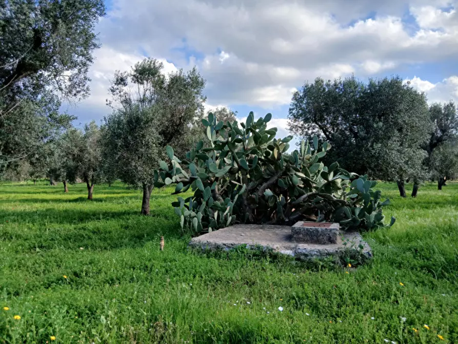 Immagine 13 di Rustico / casale in vendita  in C.da Sardella a San Michele Salentino