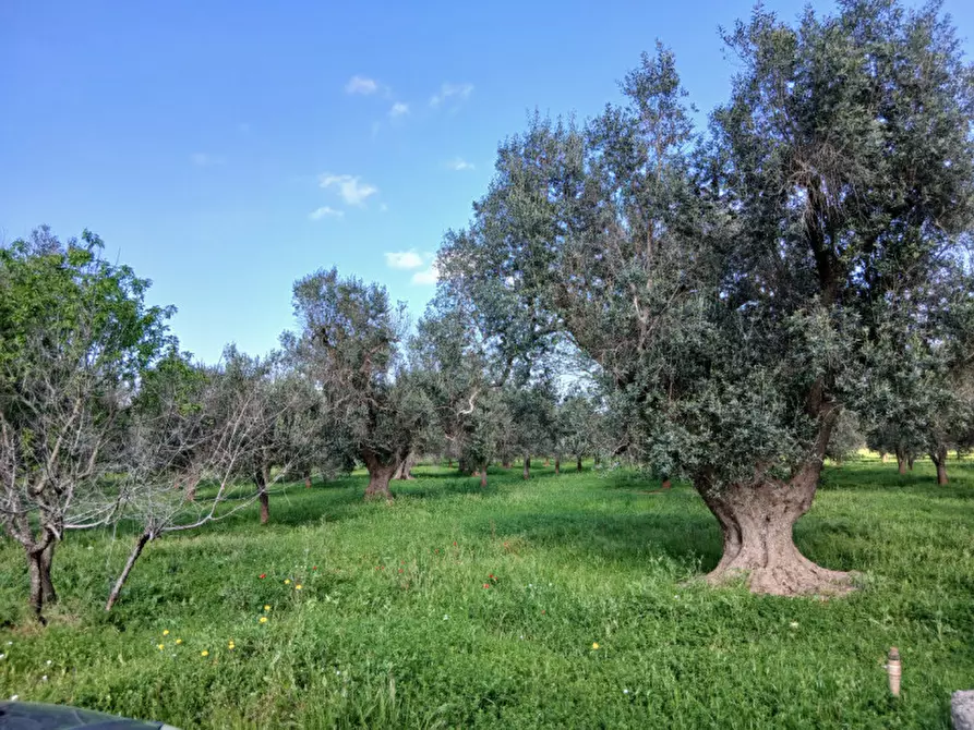 Immagine 14 di Rustico / casale in vendita  in C.da Sardella a San Michele Salentino