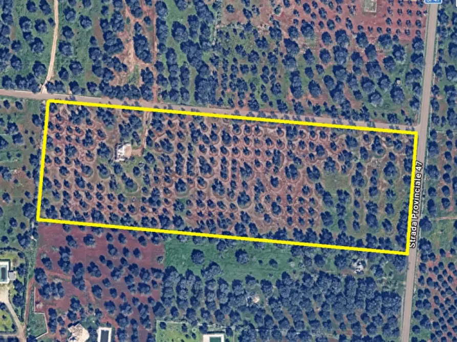 Immagine 15 di Rustico / casale in vendita  in C.da Sardella a San Michele Salentino