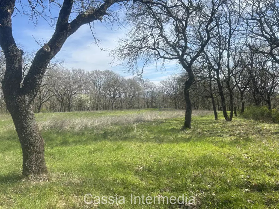 Immagine 33 di Terreno in vendita  in Via Campo Stivaletto a Nepi