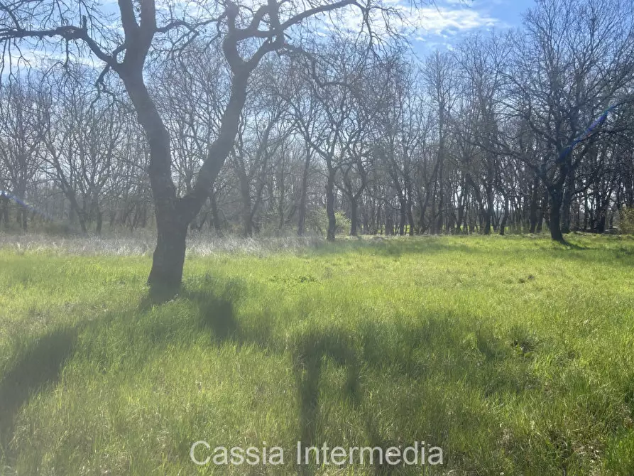 Immagine 39 di Terreno in vendita  in Via Campo Stivaletto a Nepi