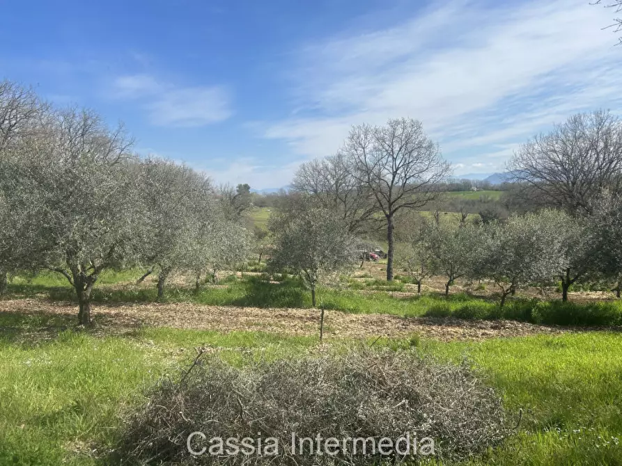 Immagine 42 di Terreno in vendita  in Via Campo Stivaletto a Nepi