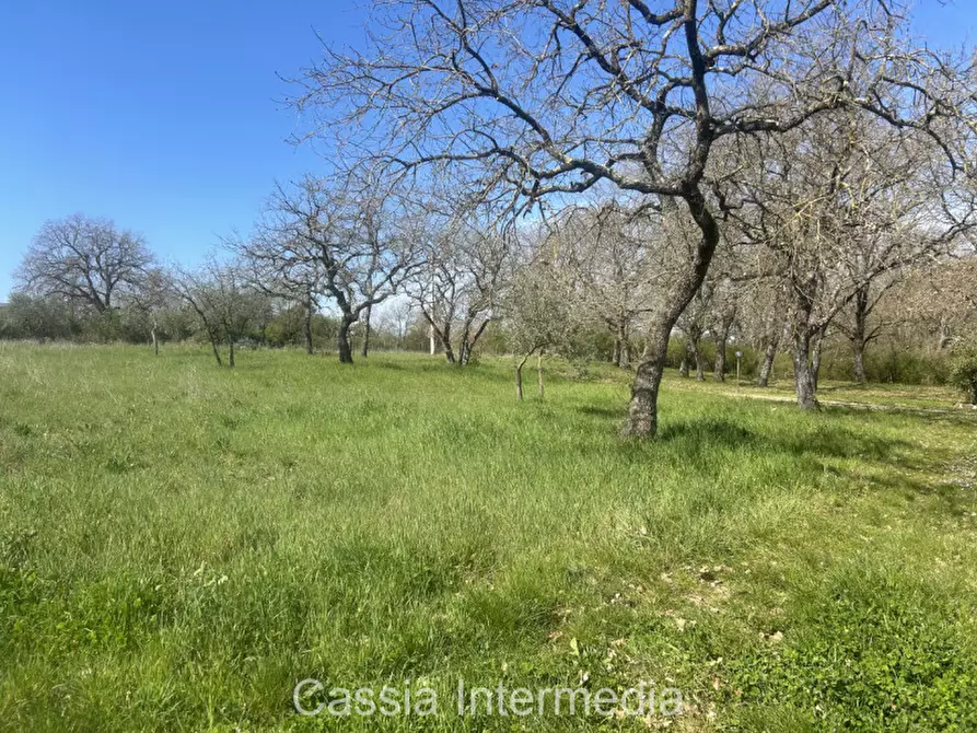 Immagine 45 di Terreno in vendita  in Via Campo Stivaletto a Nepi