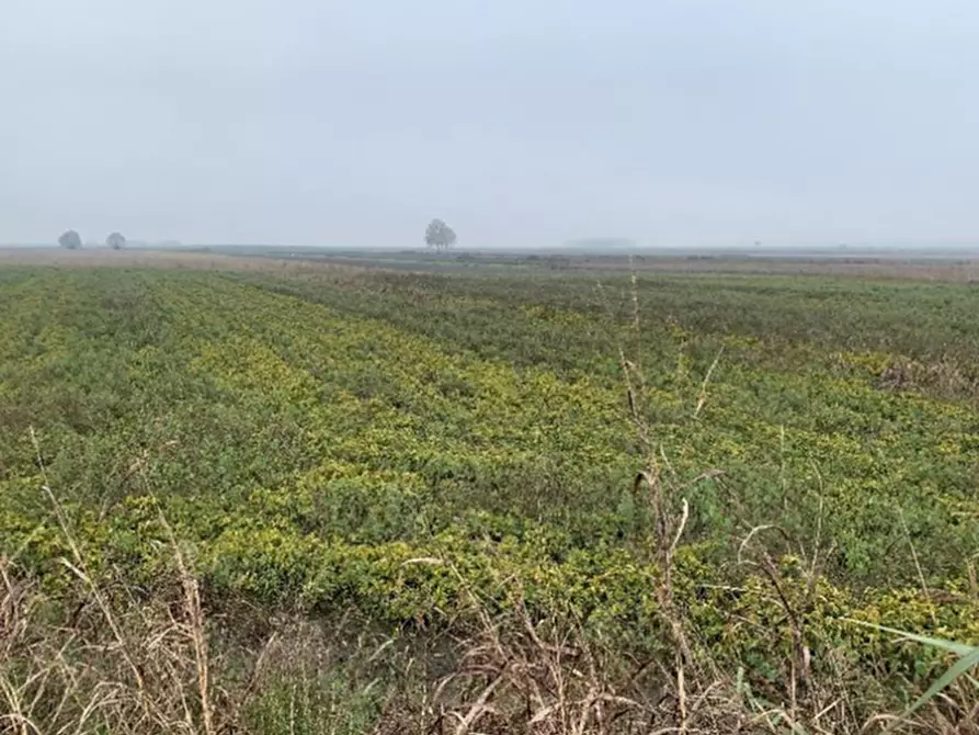 Immagine 4 di Terreno in vendita  a Legnago