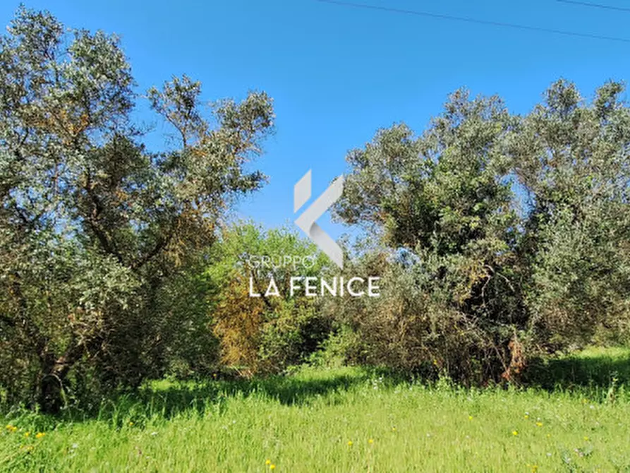 Immagine 2 di Terreno in vendita  in Contrada Pozzoallegro a Locorotondo
