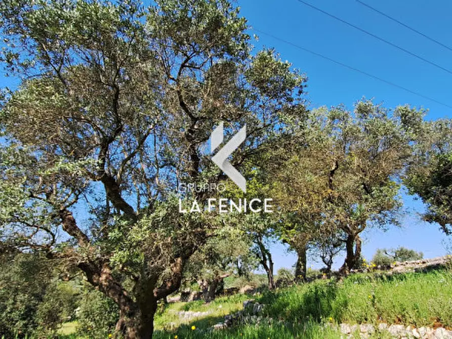 Immagine 6 di Terreno in vendita  in Contrada Pozzoallegro a Locorotondo