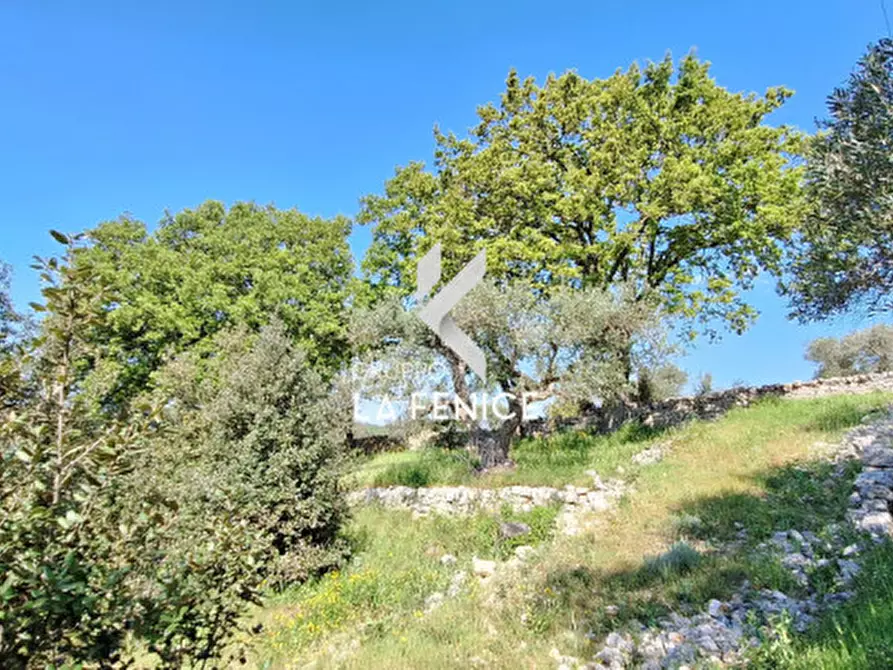 Immagine 11 di Terreno in vendita  in Contrada Pozzoallegro a Locorotondo