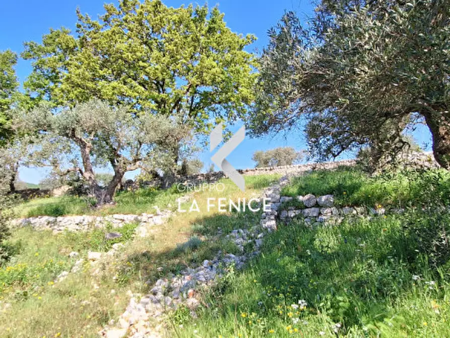 Immagine 12 di Terreno in vendita  in Contrada Pozzoallegro a Locorotondo