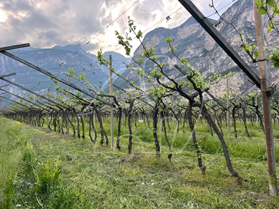 Immagine 2 di Terreno in vendita  a Salorno .Salurn.