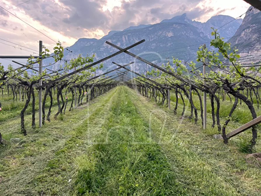 Immagine 6 di Terreno in vendita  a Salorno .Salurn.