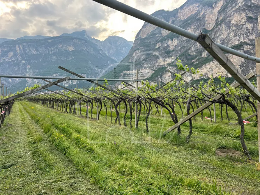 Immagine 7 di Terreno in vendita  a Salorno .Salurn.