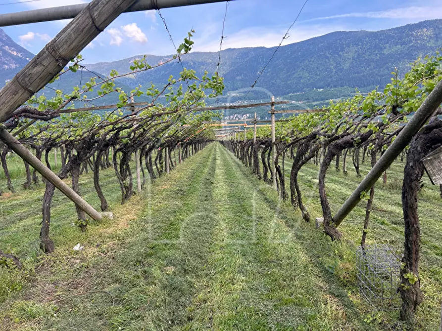 Immagine 3 di Terreno in vendita  a Salorno .Salurn.