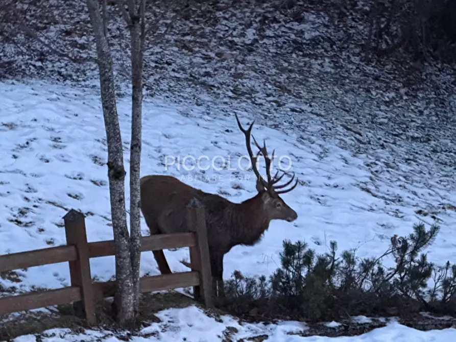 Immagine 6 di Appartamento in affitto  in Località Cianderies a Cortina D'ampezzo