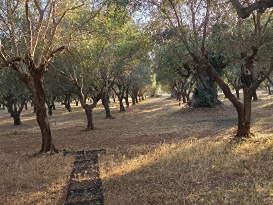 Immagine 13 di Villa in vendita  in Contrada Fascianello a Fasano