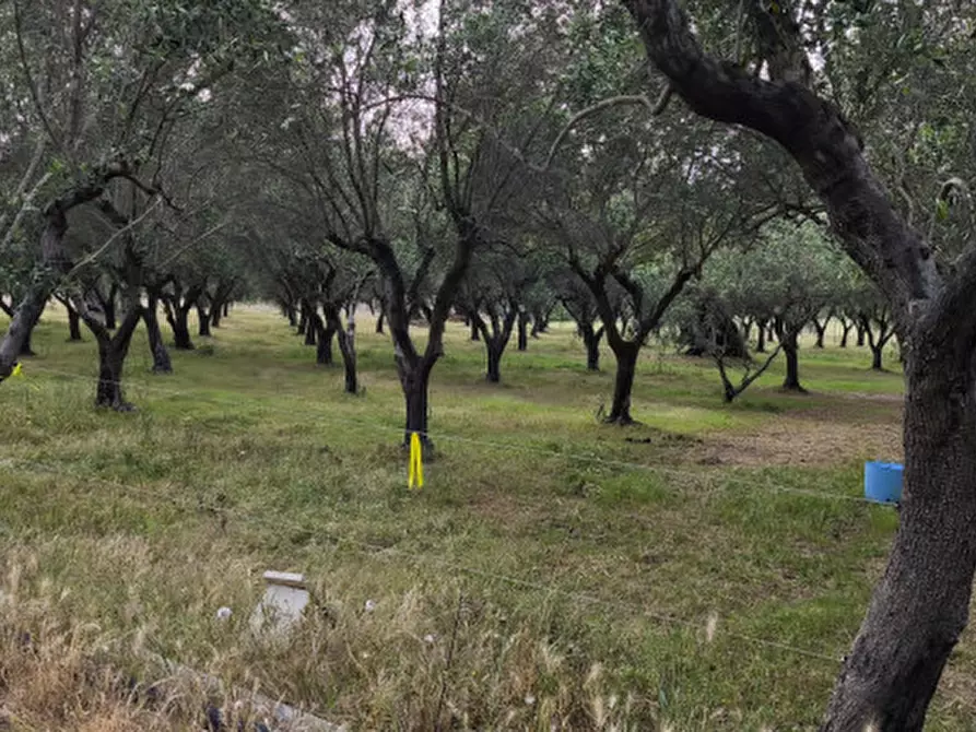 Immagine 50 di Villa in vendita  in Contrada Fascianello a Fasano