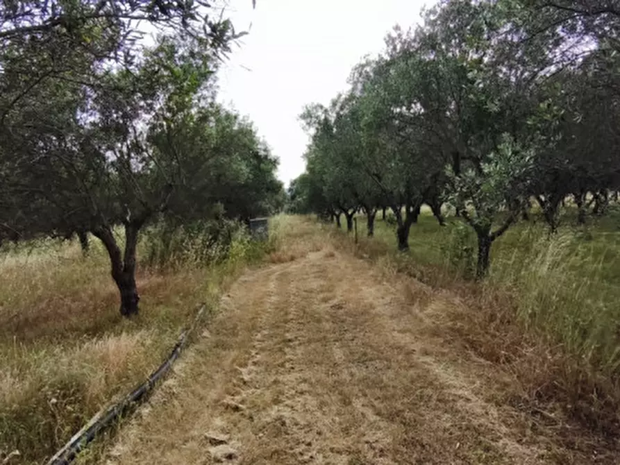 Immagine 51 di Villa in vendita  in Contrada Fascianello a Fasano