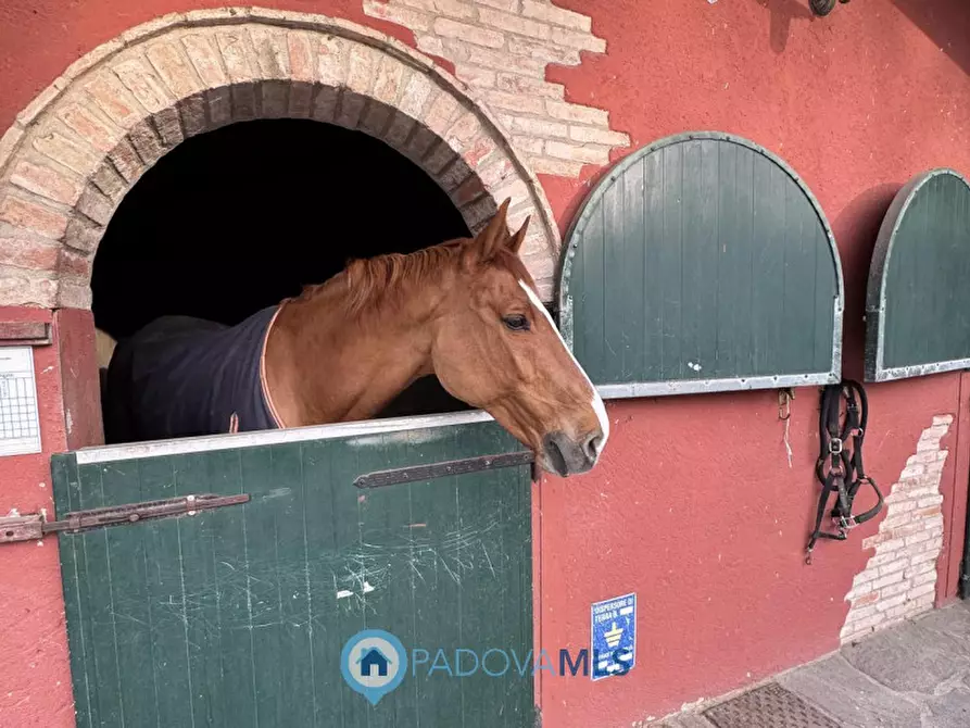 Immagine 41 di Villa in affitto  in Via Friuli a Padova