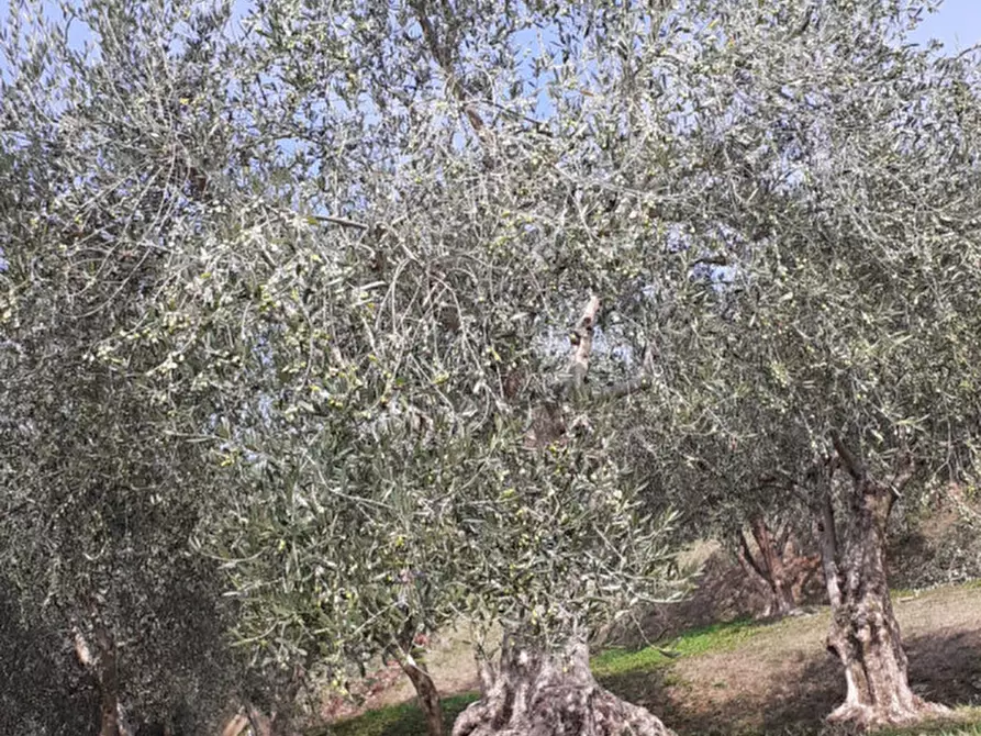 Immagine 11 di Villa in vendita  in Via Chiesa a Nanto