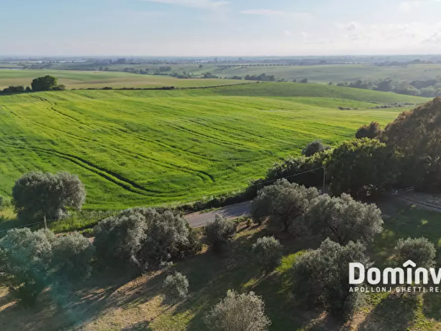 Immagine 10 di Rustico / casale in vendita  in Strada pescia fiorentina a Capalbio