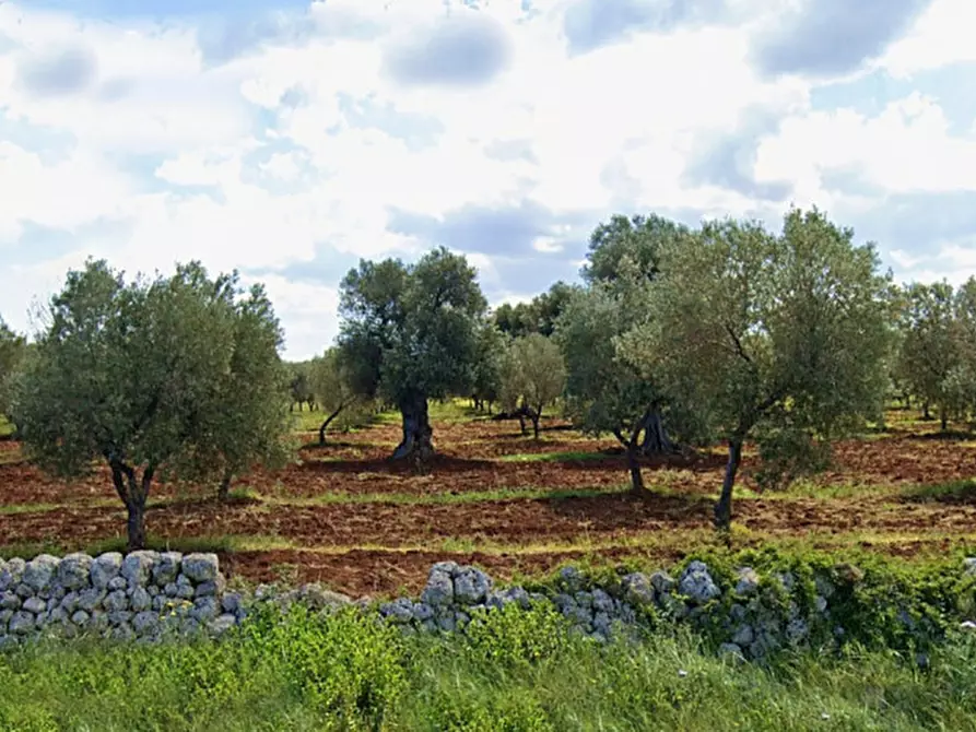 Immagine 9 di Terreno in vendita  in Cerasina a Fasano